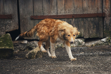 Red homeless dog. poor dog on the street.