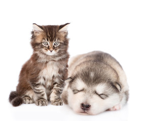 maine coon kitten with sleeping alaskan malamute puppy.  isolated on white background