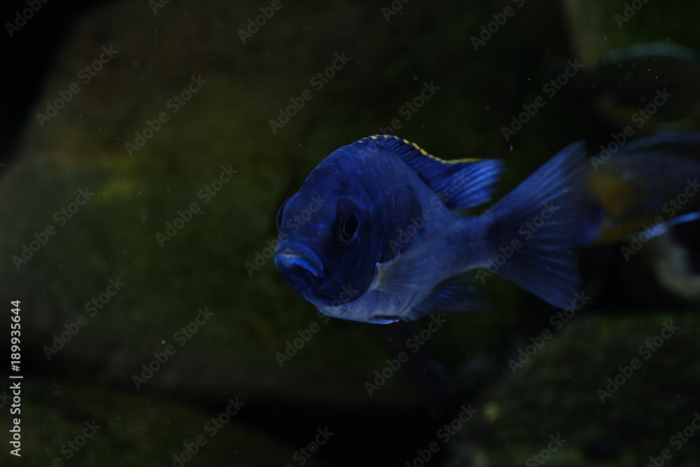 Wall mural Malawi cichlid fish aquarium