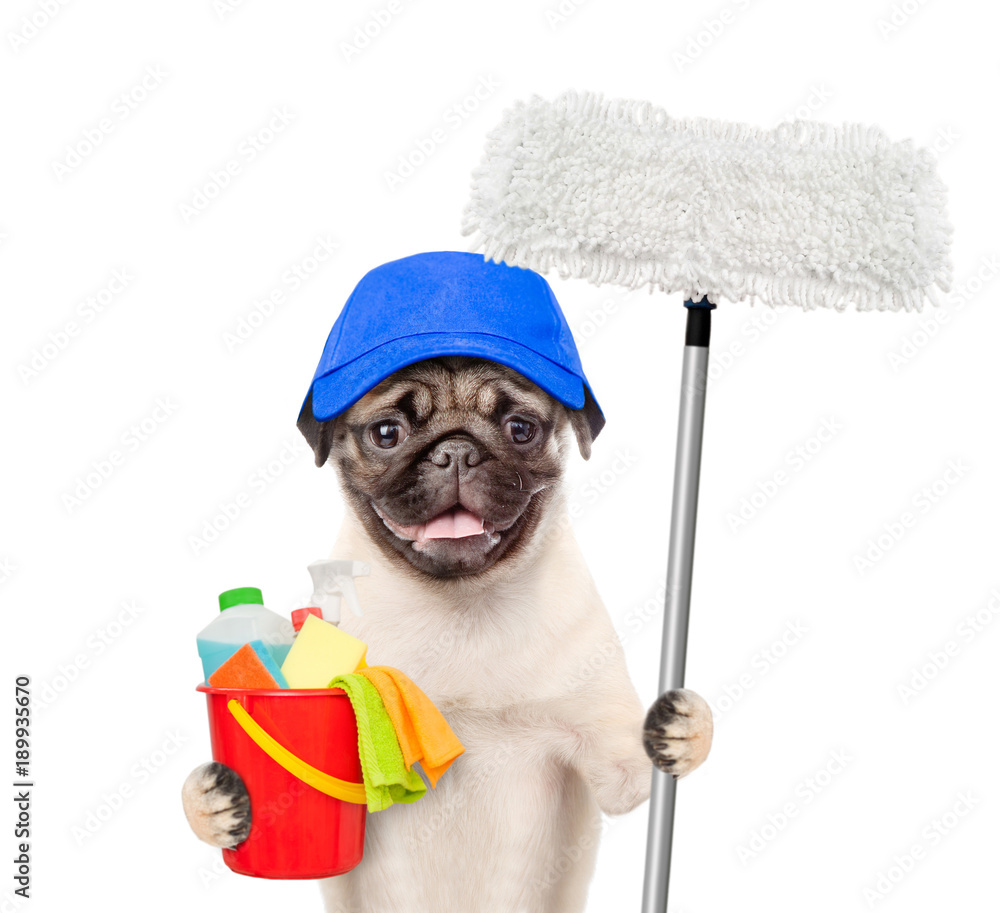 Poster cleaning concept. dog in blue hat holds bucket with washing fluids and mop in paw. isolated on white