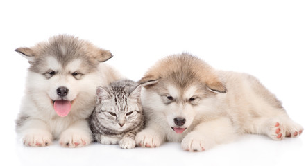 Two alaskan malamute puppies  and cat  lying together. isolated on white background