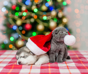 Fototapeta na wymiar Playful kitten and sleeping puppy in red christmas hat on a background of the Christmas tree