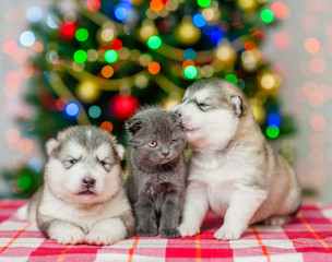 Fototapeta na wymiar Baby puppies with a kitten on a background of the Christmas tree