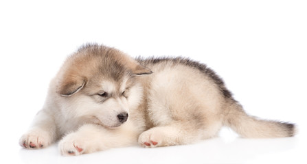 Fototapeta premium Sad alaskan malamute puppy lying. isolated on white background