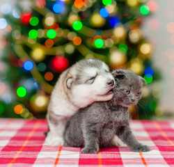 puppy kisses the kitten  on a background of the Christmas tree