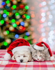 Sleeping bichon frise puppy and cat in red santa hats on a background of the Christmas tree. Space for text