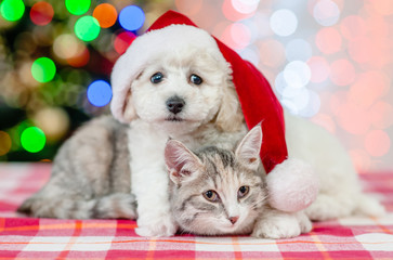 bichon frise puppy in red santa hat embracing a cat on a background of the Christmas tree