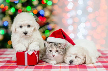 Group of a bichon frise pupies and kitten in red santa hat on a background of the Christmas tree