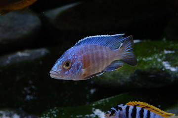Malawi cichlid fish aquarium