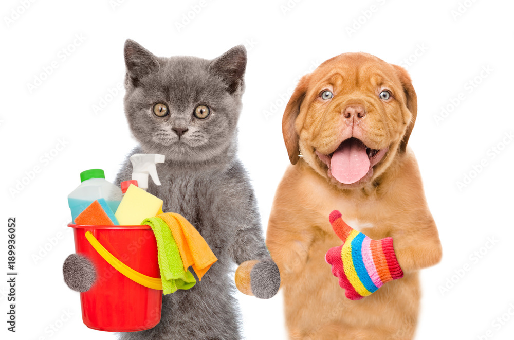 Aufkleber cleaning concept. kitten and puppy holds bucket with washing fluids and rags in paws and showing thu