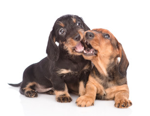 Two playful dachshund puppies.  isolated on white background