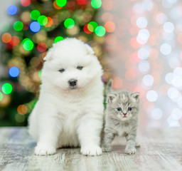 Samoyed puppy and kitten on a background of the Christmas tree