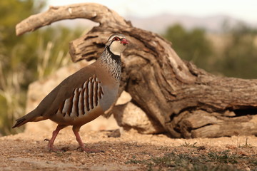 Red legged partridge