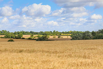 Fototapeta na wymiar Suffolk Farm Landscape