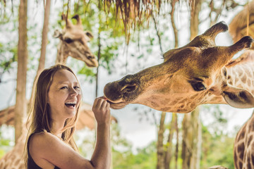 Happy young woman watching and feeding giraffe in zoo. Happy young woman having fun with animals safari park on warm summer day - obrazy, fototapety, plakaty
