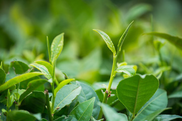 Obraz premium Tea plantations.