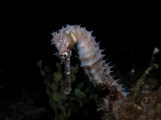 White Thorny Seahorse