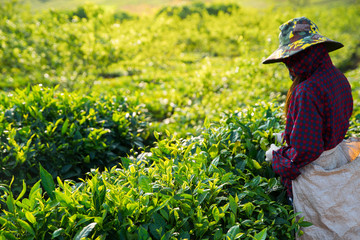 Picking leaf from tea plantation field in morning time, Moc chau, Vietnam