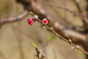 Peach blossom buds for spring