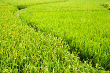 rice field