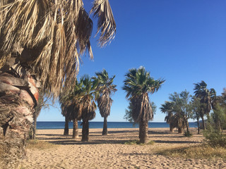 Palm trees on a beach on the french riviera