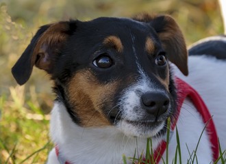 Portrait eines Jack Russel Terrier Welpe