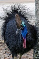 Australischer Laufvogel Kasuar