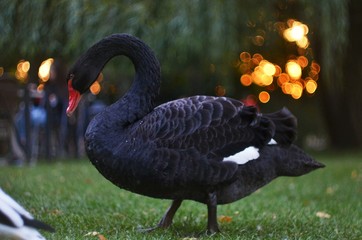 Black Swan