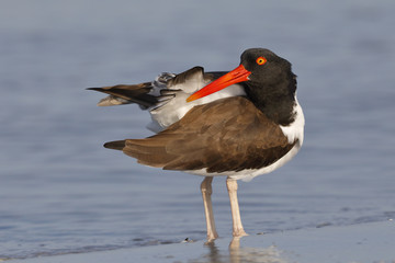 American Oystercatcher preening its feathers - Dunedin, Florida