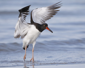 An American Oystercatcher landing on a beach -Florida