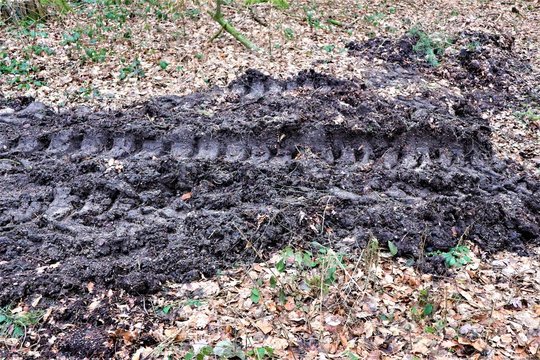 Traktorspuren im Wald