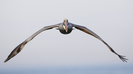 Fototapeta na wymiar Brown Pelican in flight - St. Petersburg, Florida