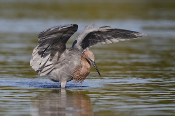 Reddish Egret dancing as it stalks a fish - Florida
