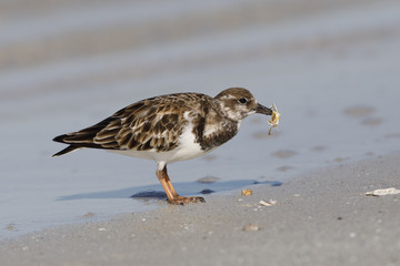 Ruddy Turnstone eating a crab - Fort DeSoto, Florida