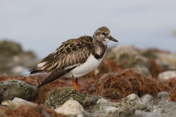 Ruddy Turnstone foraging among some rocks on a beach - Dunedin, Florida