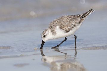 Sanderling foraging on a Gulf of Mexico beach - St. Petersburg, Florida