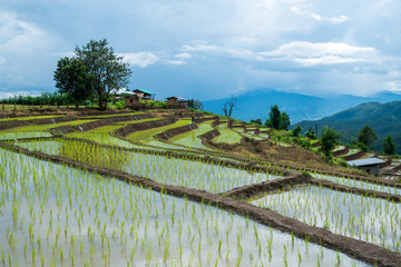 Fototapeta na wymiar transplant rice terrace seedlings field in Ban Pa Bong Piang, Chiagmai, the north of thailand