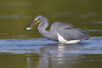 Tricolored Heron with a fish in its beak - Florida