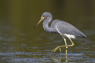 Tricolored Heron stalking a fish - St. Petersburg, Florida