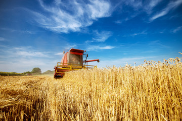Working red and yellow combine harvester in a wheat field beneath the beautiful blue sky.