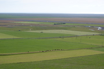 Fototapeta na wymiar 牧草地の牛(夏のアイスランドの風景)