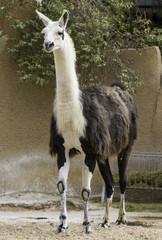 Beautiful lama animal in zoo, white and brown © Ali Alawartani