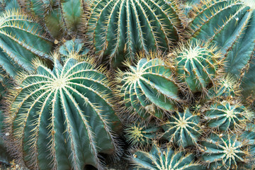 Close up cactus with long thorns