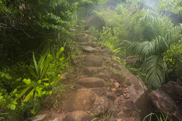The rainforest of the  Seychelles islands