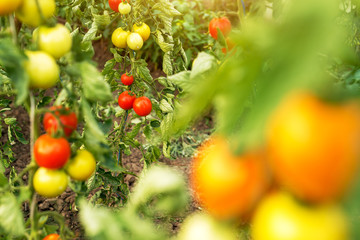 Close up view of a red and yellow tomato in a greenhouse.