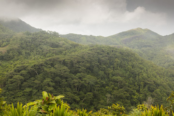 The rainforest of the  Seychelles islands