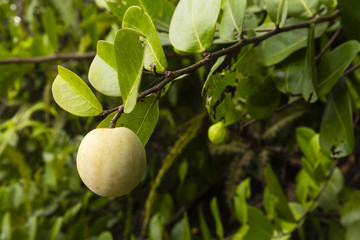 Fruit at the tropical islands of the Seychelles