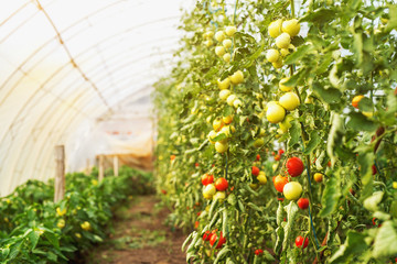 Photo of young tomatoes inside of a big greenhouse.