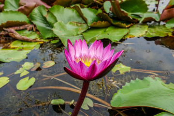 Pink Lotus Field in Banglen, Nakhonpatom, Thailand