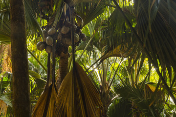 The rainforest of the  Seychelles islands